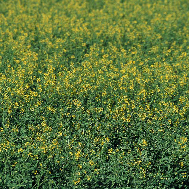 Canola crop