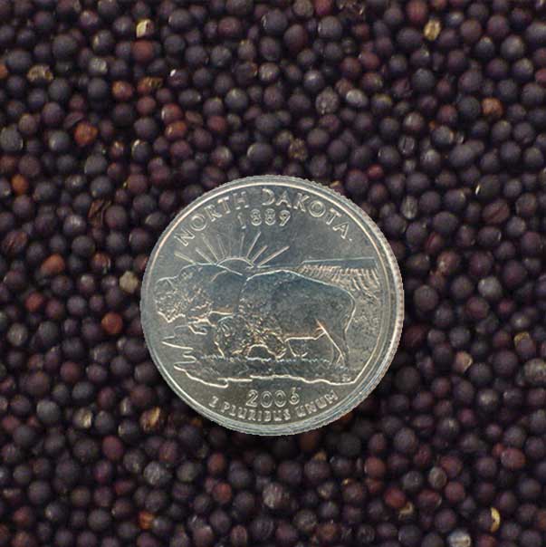 Canola seed with ND quarter for scale