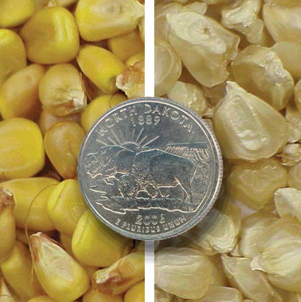Corn seed with ND quarter for scale