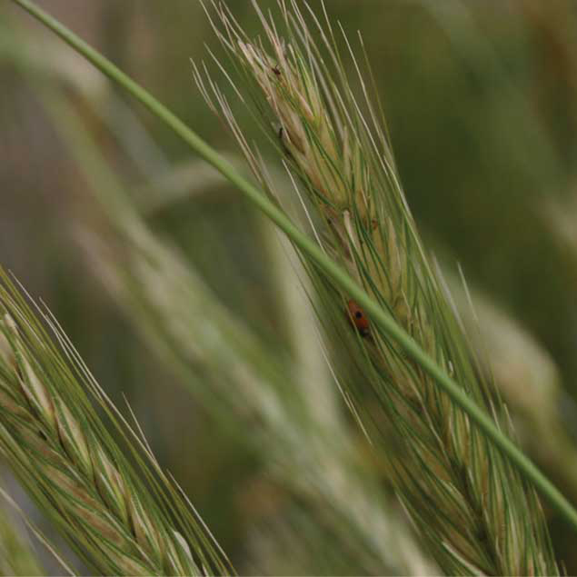 durum crop