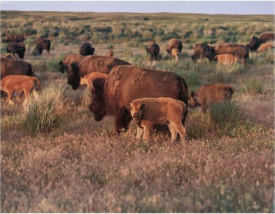 Figure 136. Bison