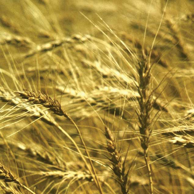 wheat crop