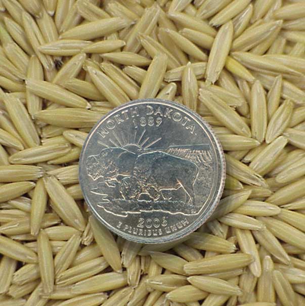 Oats seed with ND quarter for scale