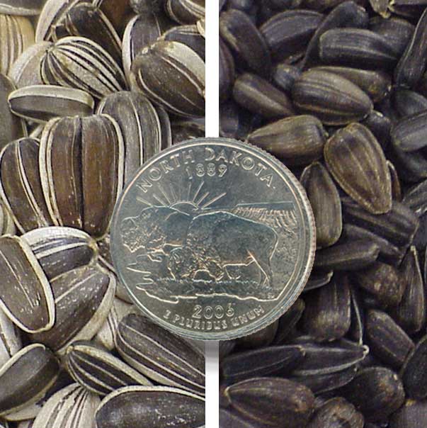 Sunflower seed with ND quarter for scale