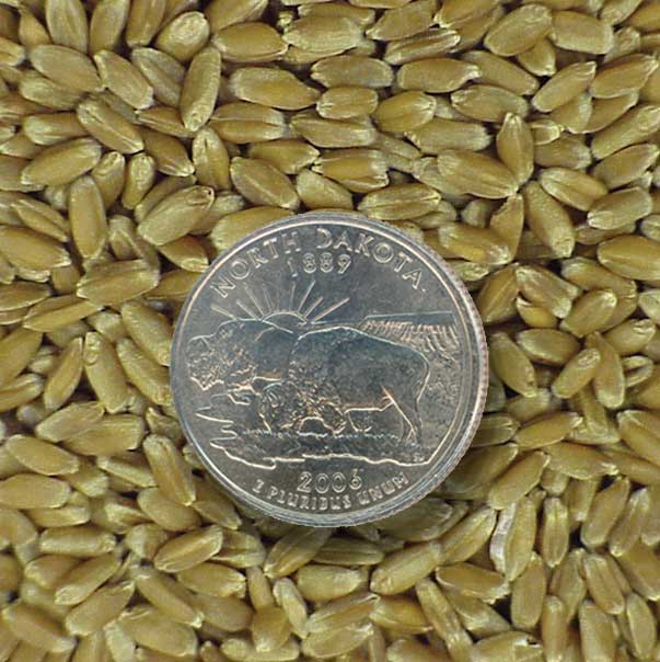 wheat seed with ND quarter for scale