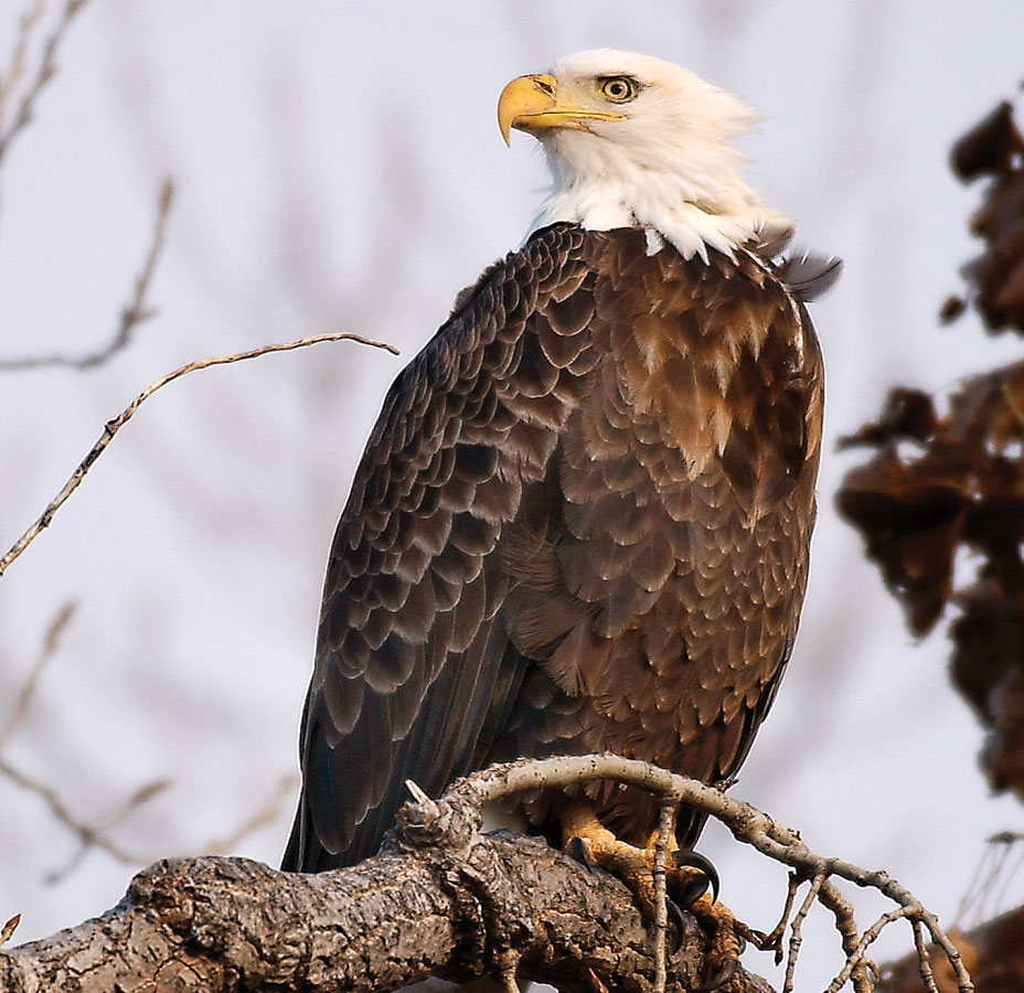 The American Bald Eagle