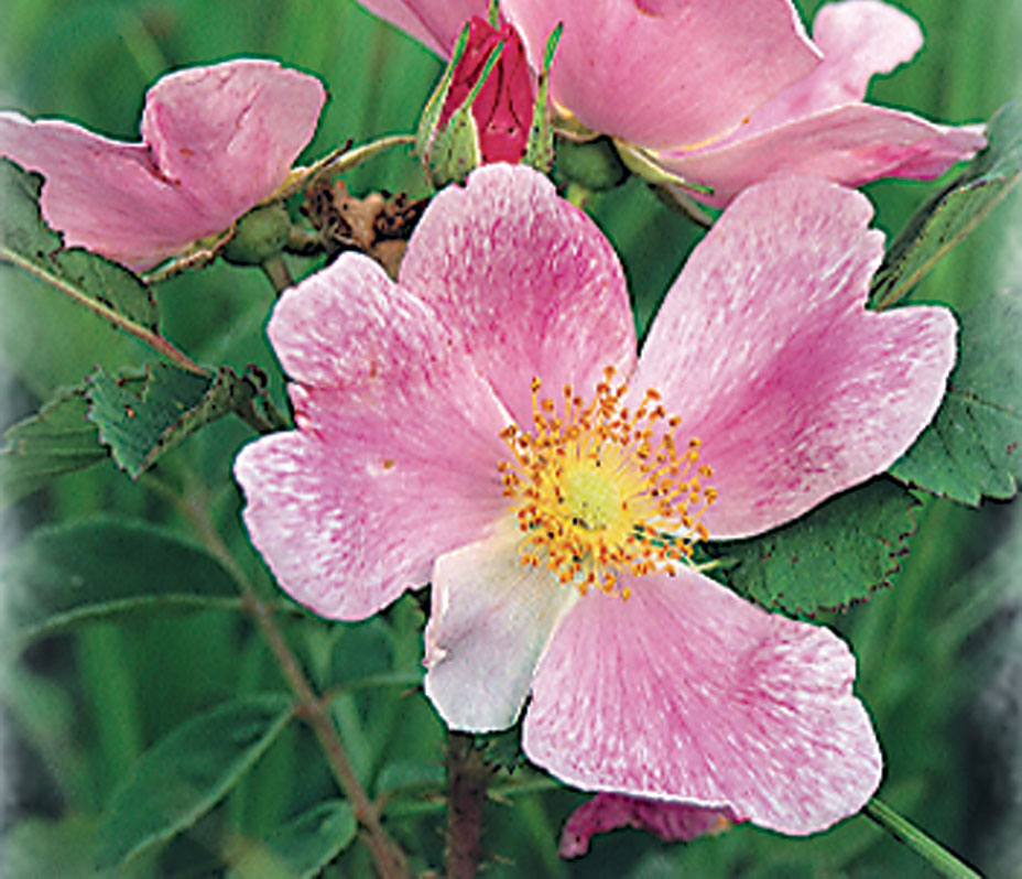 The Wild Prairie Rose