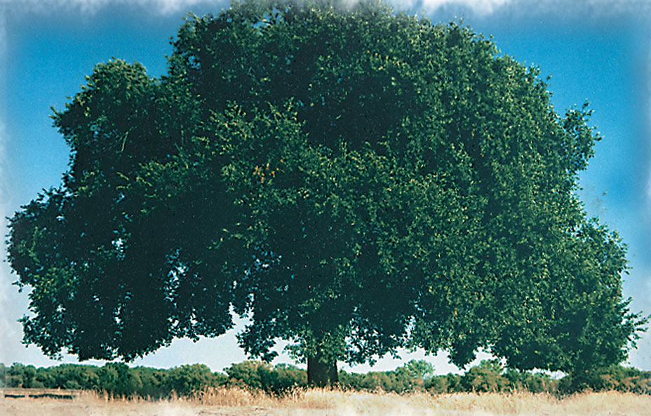 The American Elm