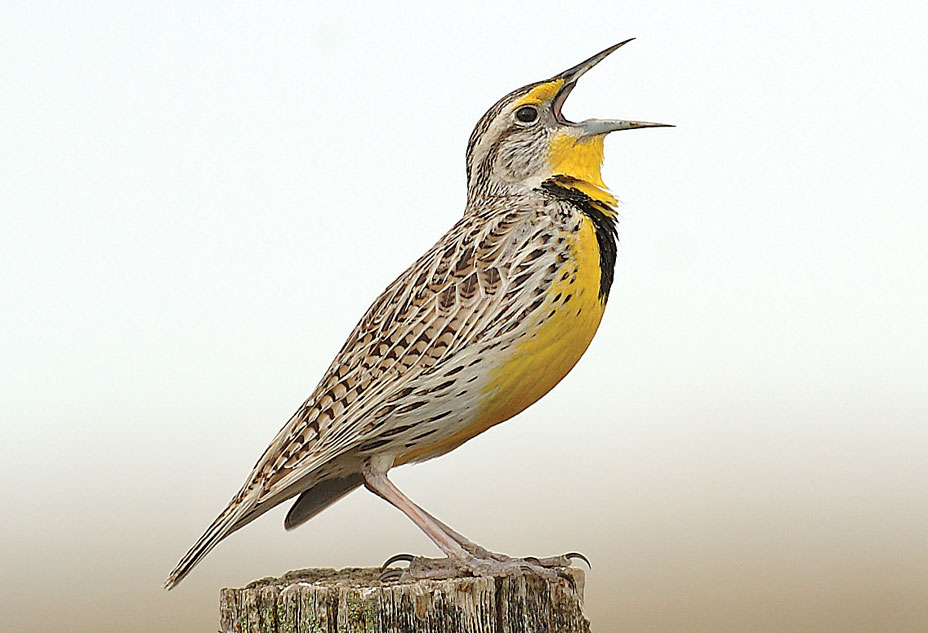 The Western Meadowlark 