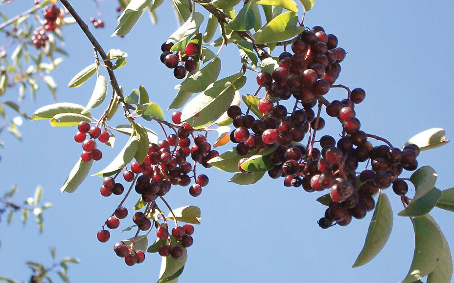 Chokecherry