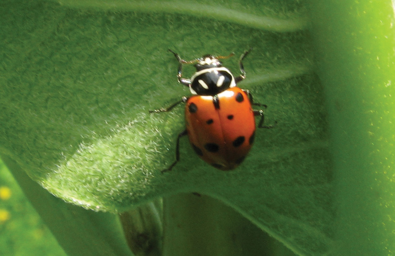The Convergent Lady Beetle