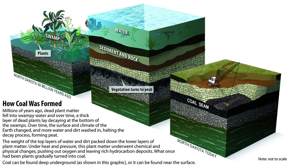 How Coal Was Formed