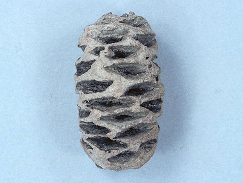 Sequoia Cone