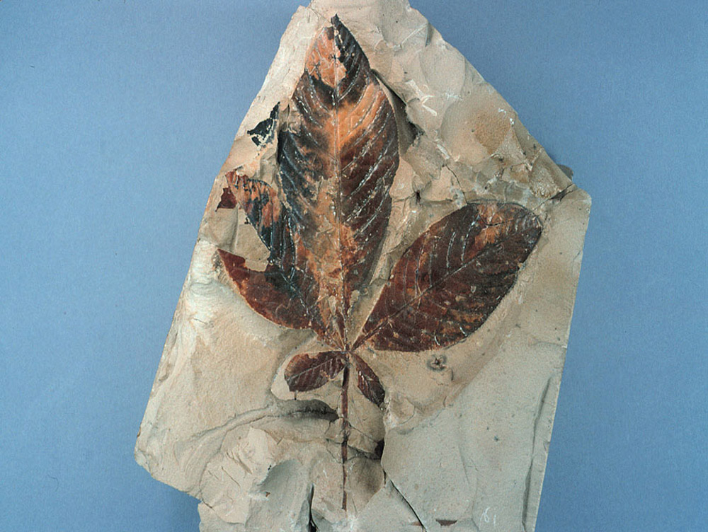 Horse chestnut fossil