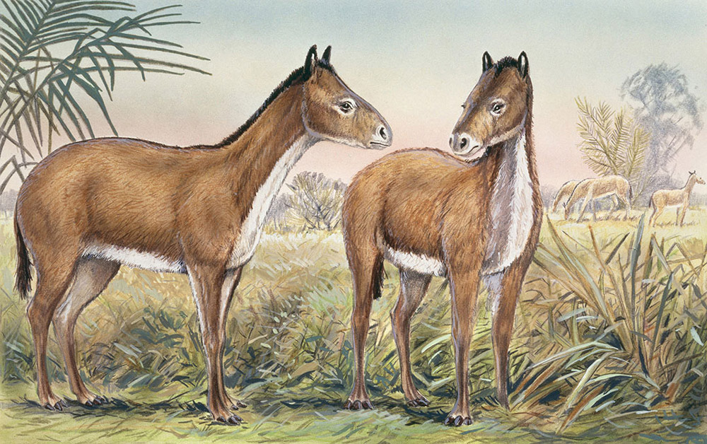 Mesohippus