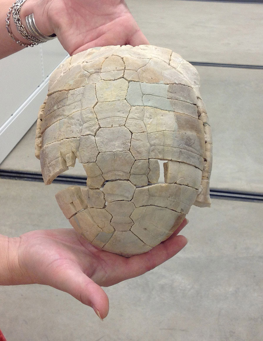 Tortoises evolved into a variety of species, but overall they have not changed much since they evolved into a creature with a shell. This tortoise shell is about 30 million years old.