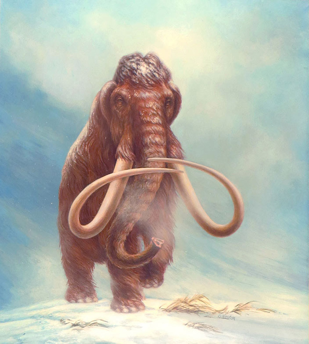 Norton Mammoth