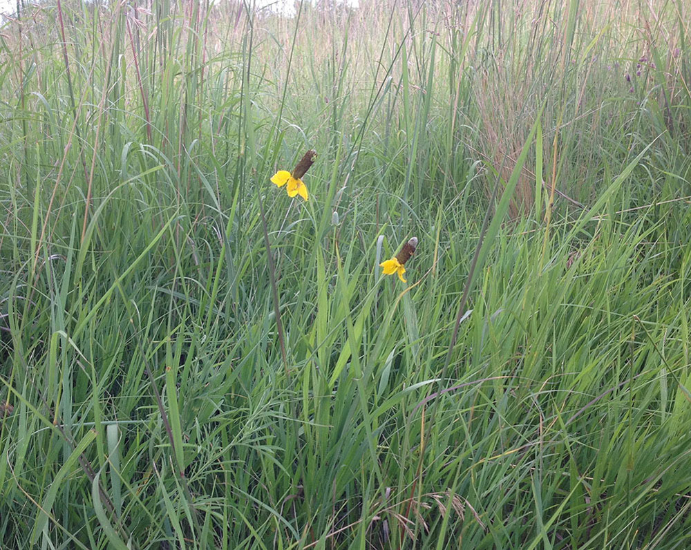 Coneflower