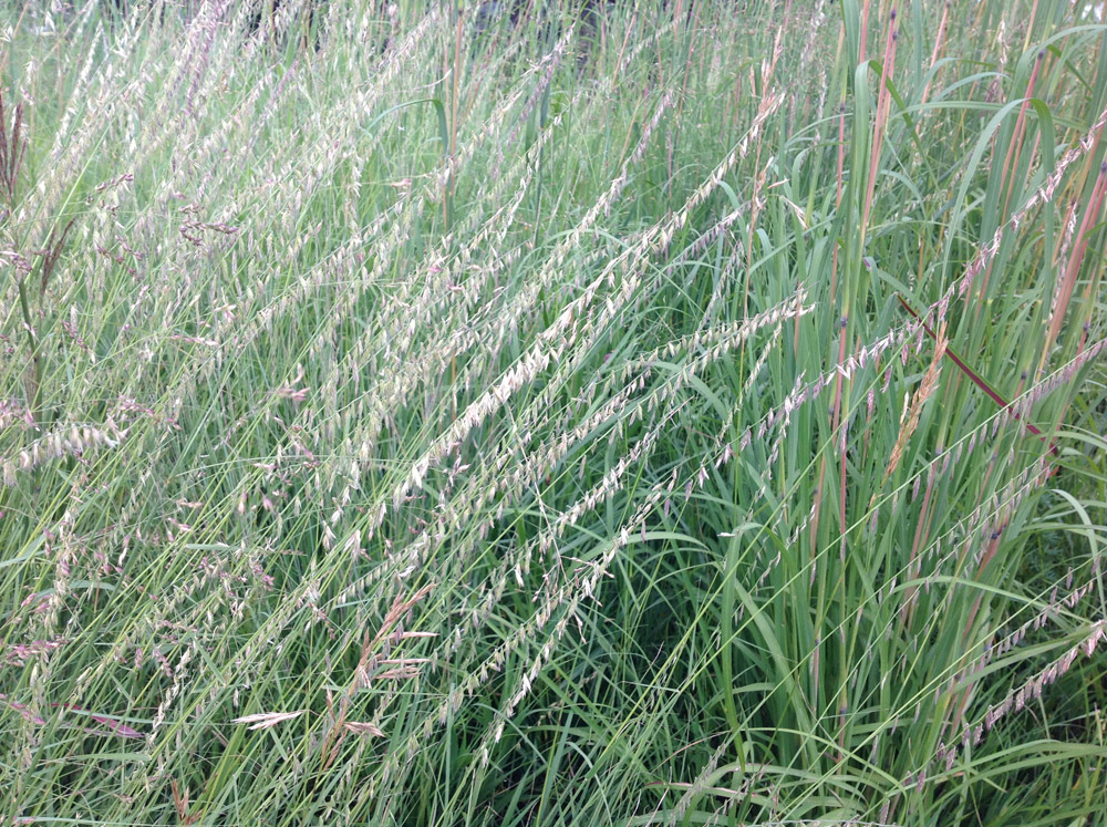 Grama grass