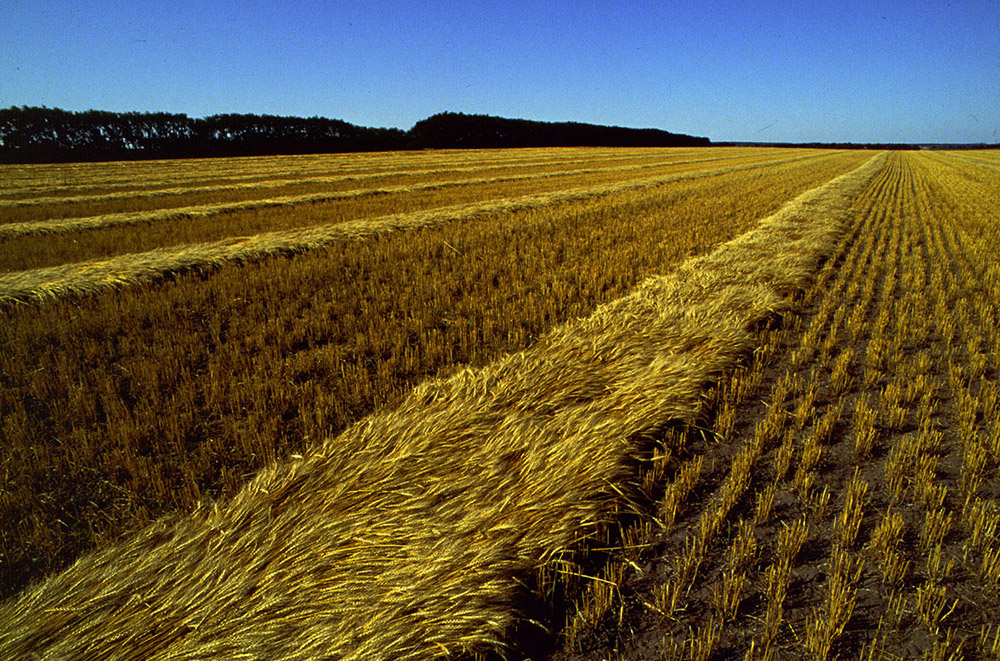 Red River Valley 1