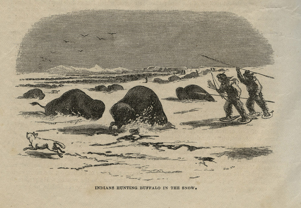 Harpers Hunting Buffalo