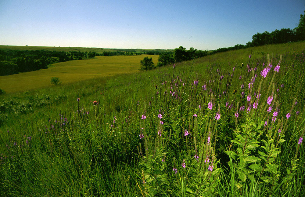 Sheyenne Grasslands 4