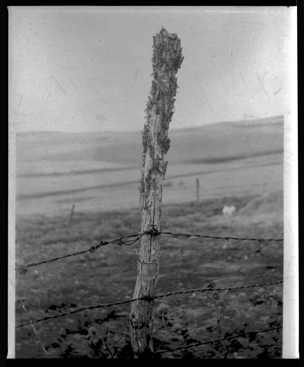 Grasshoppers on fence post