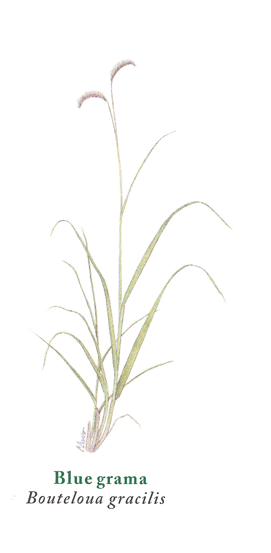 Grama Grass