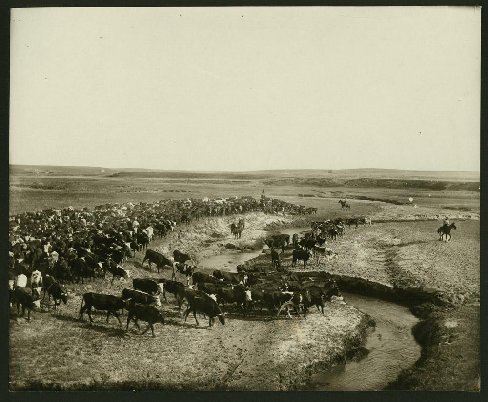 Shipping 2 year old cattle