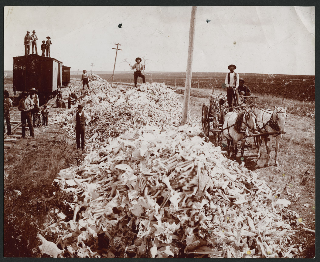 Metis families shipping buffalo bones