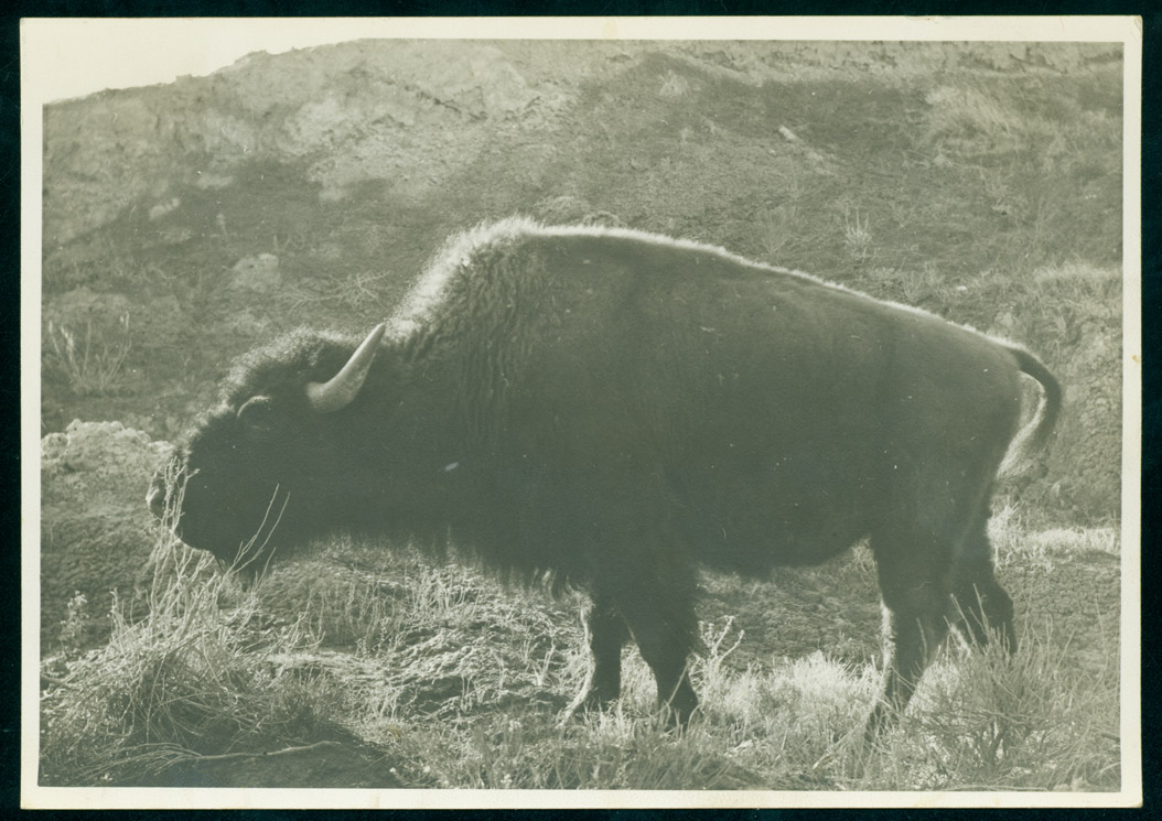 Buffalo in the wild