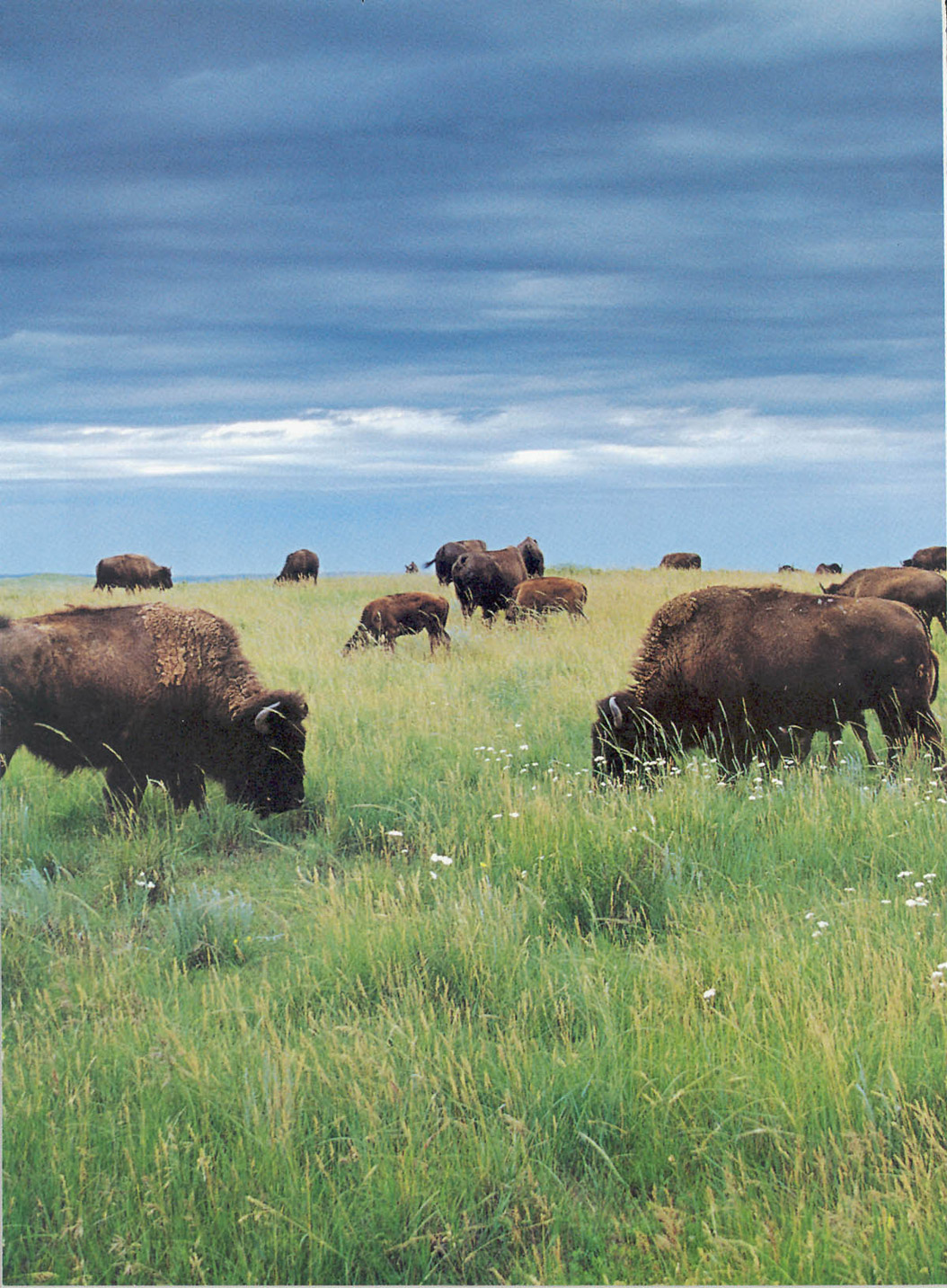 American Bison