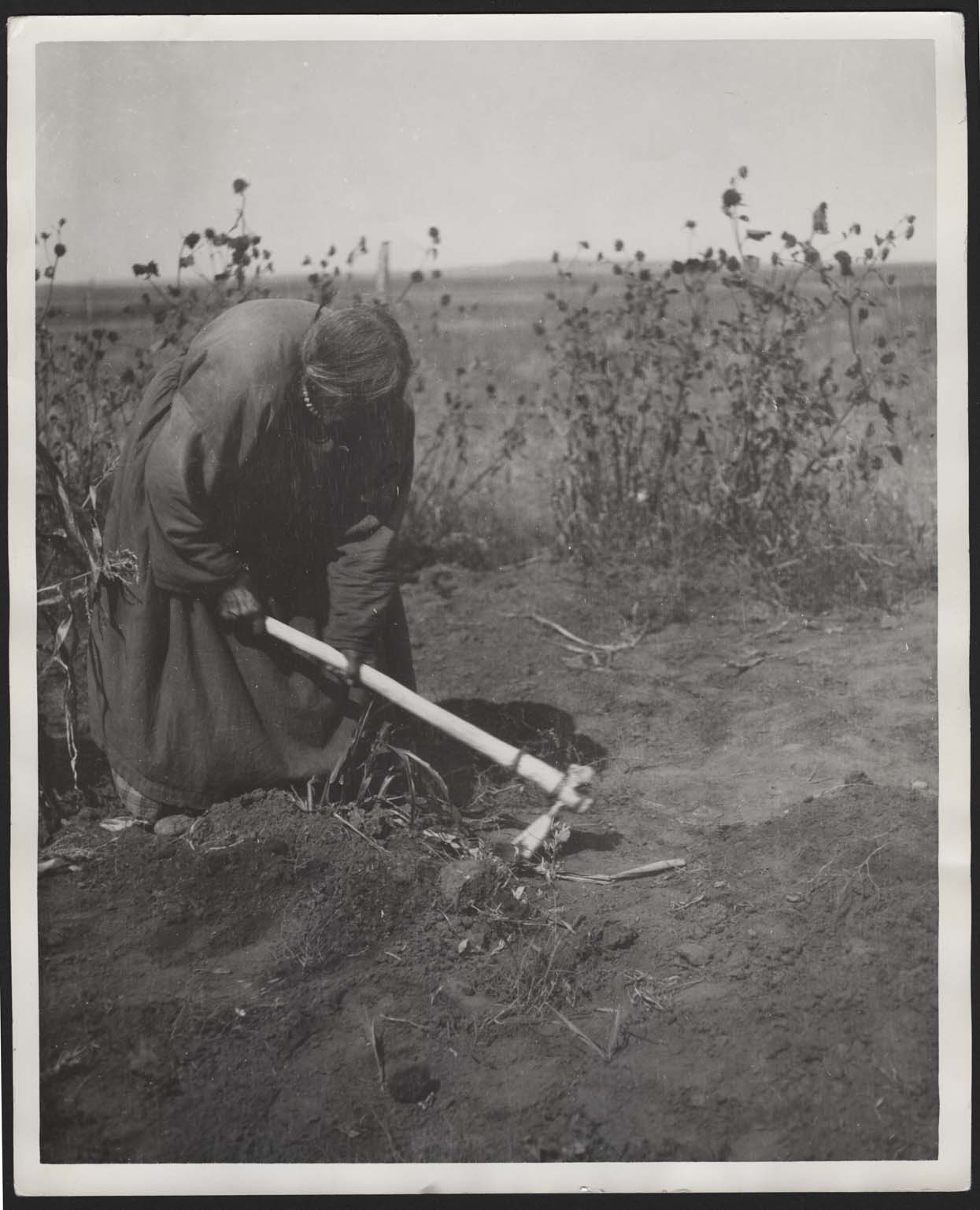 Indian woman hoeing with scapula bone hoe in garden 1914