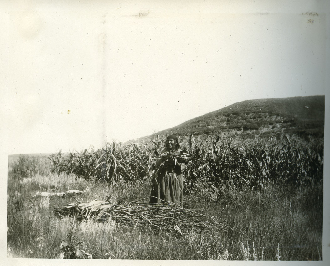 Arikara Corn Culture