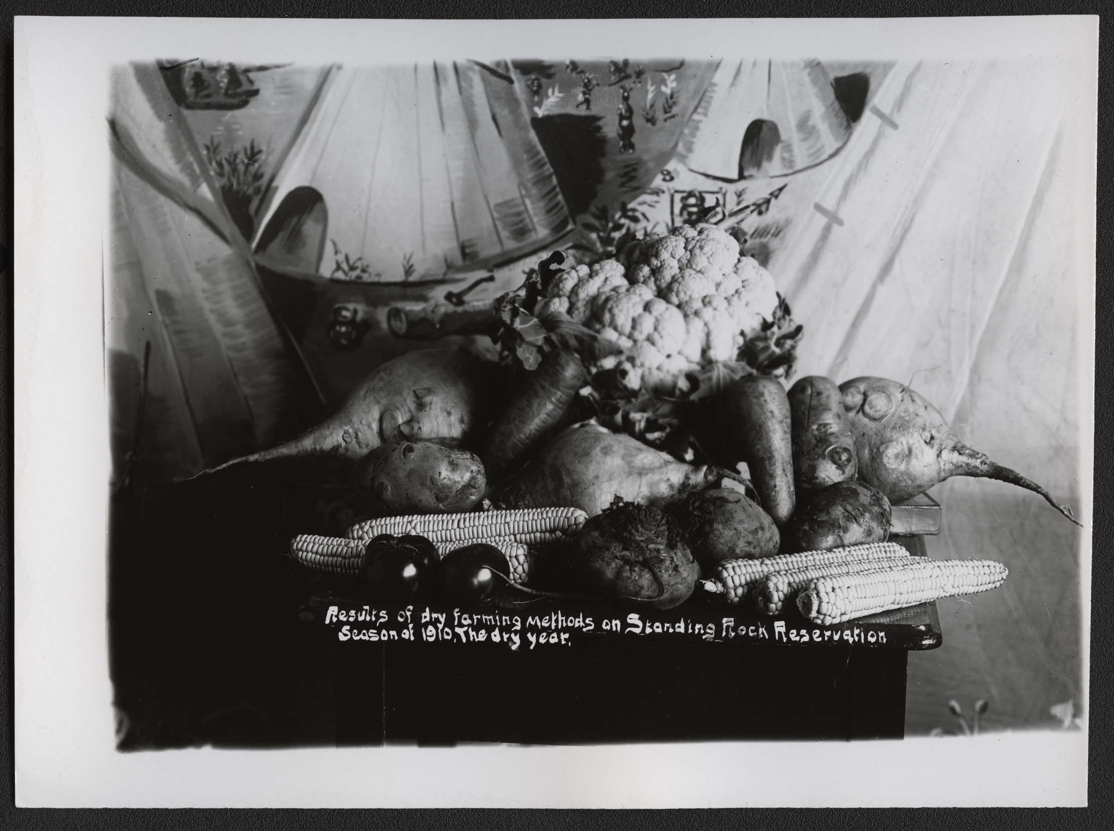 1952-03283 Results of dry farming methods Standing Rock Reservation Fort Yates ND 1910 Fiske photo