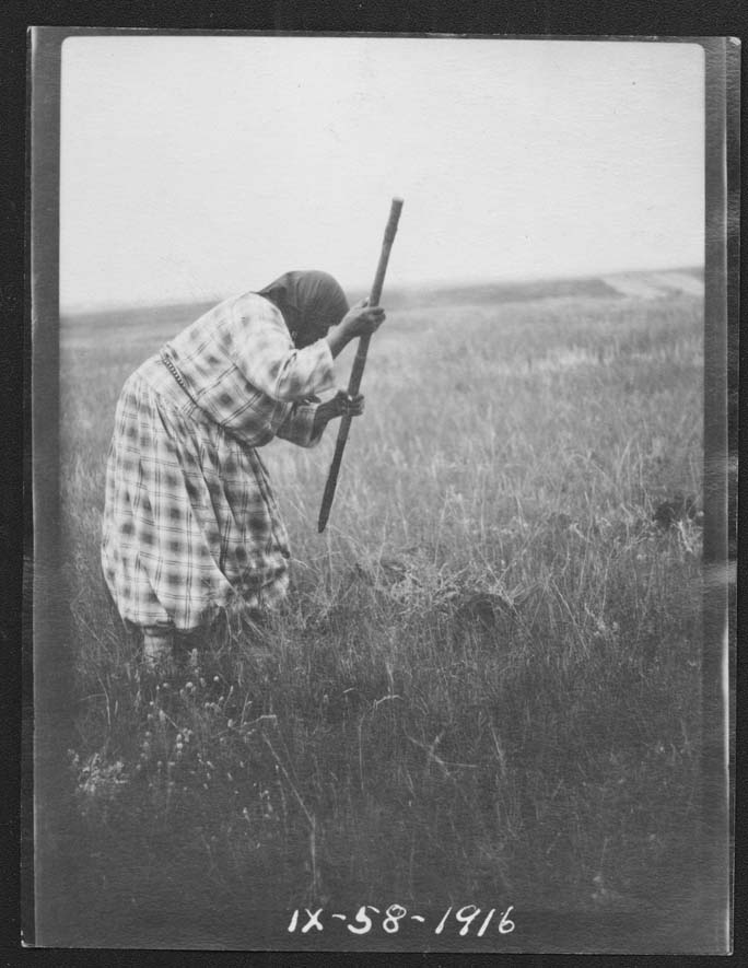 A Hidatsa woman, likely Owl Woman, with a digging stick in a field