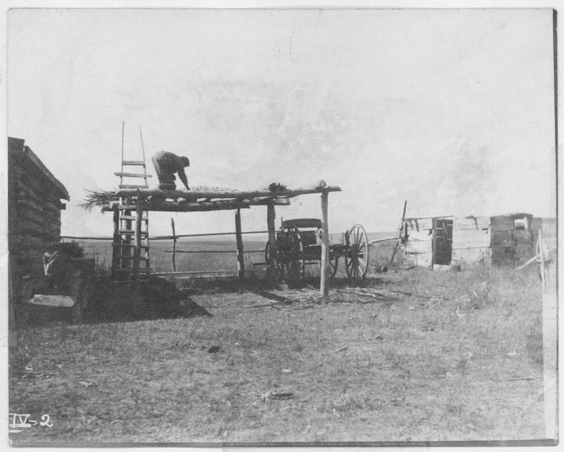 Butterfly's wife working to spread ears of corn on a tradtional Hidatsa drying rack