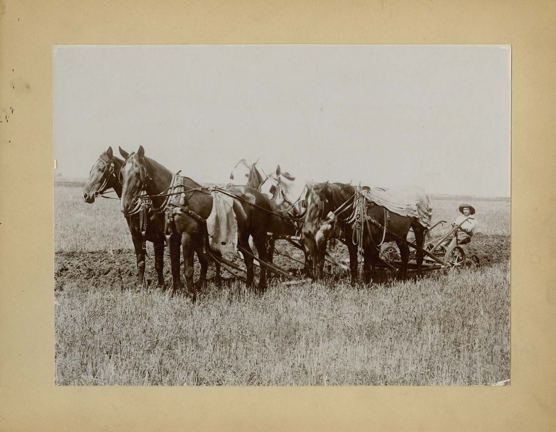 Five-horse team plows near Wahpeton ND