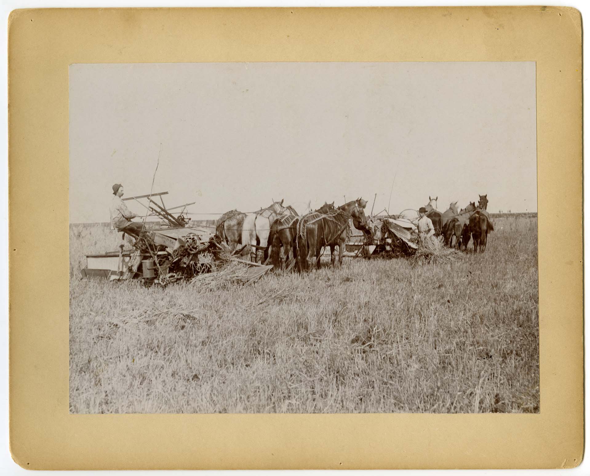 Harvesting with horses and reapers, Wahpeton ND