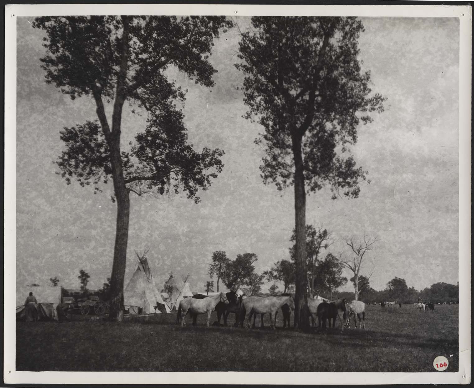 Horses, tipis and people at the Elbowoods Campground on Fort Berthold Reservation.
