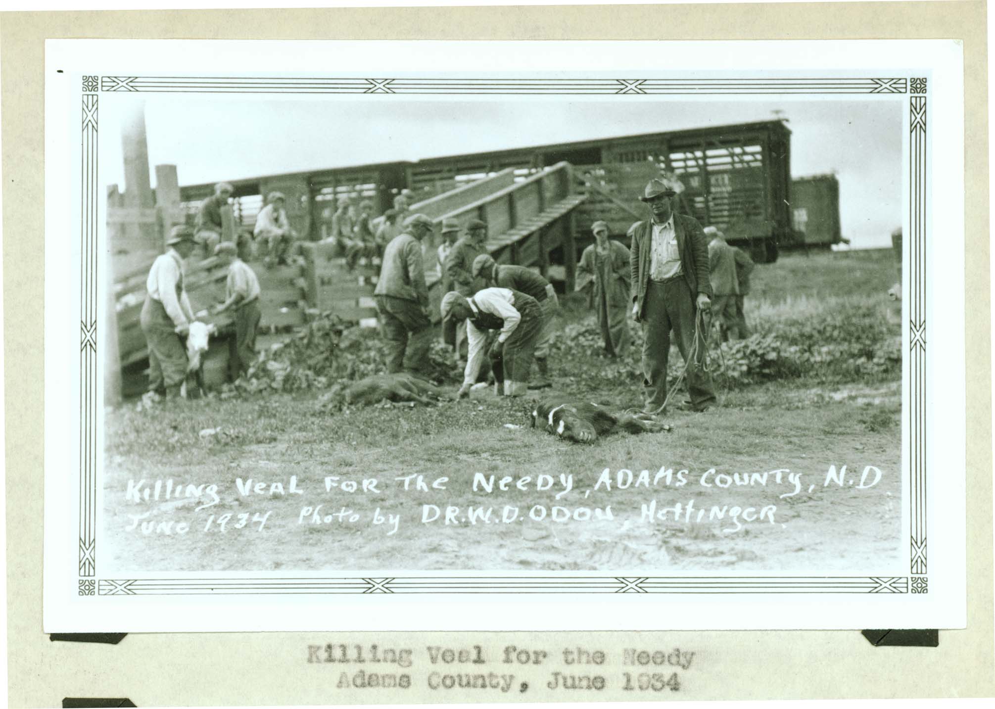 Killing veal for the needy, Adams County