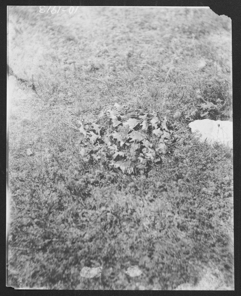 Plants growing in a traditional Hidatsa garden.jpg