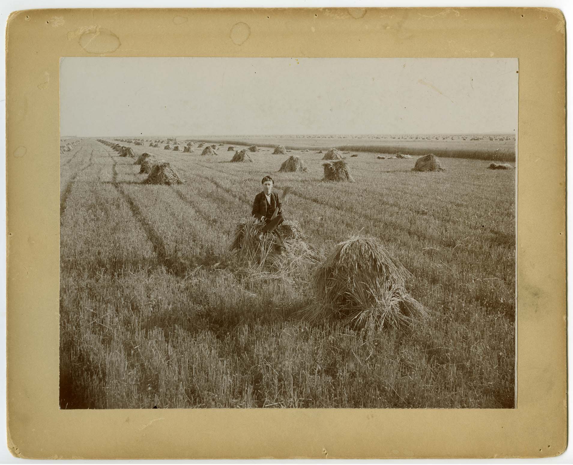 Shocks of wheat