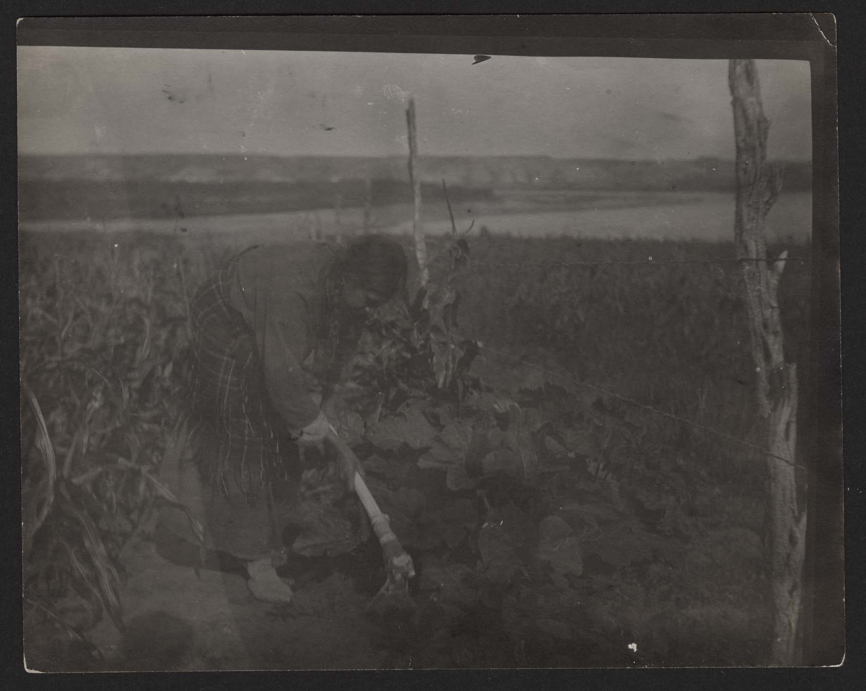 Woman uses a scapular hoe in a riverside Hidatsa garden.