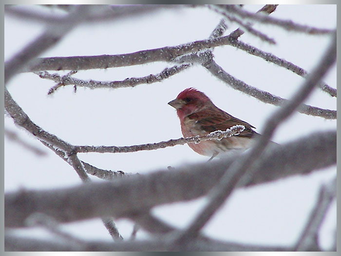 Small red finch bird