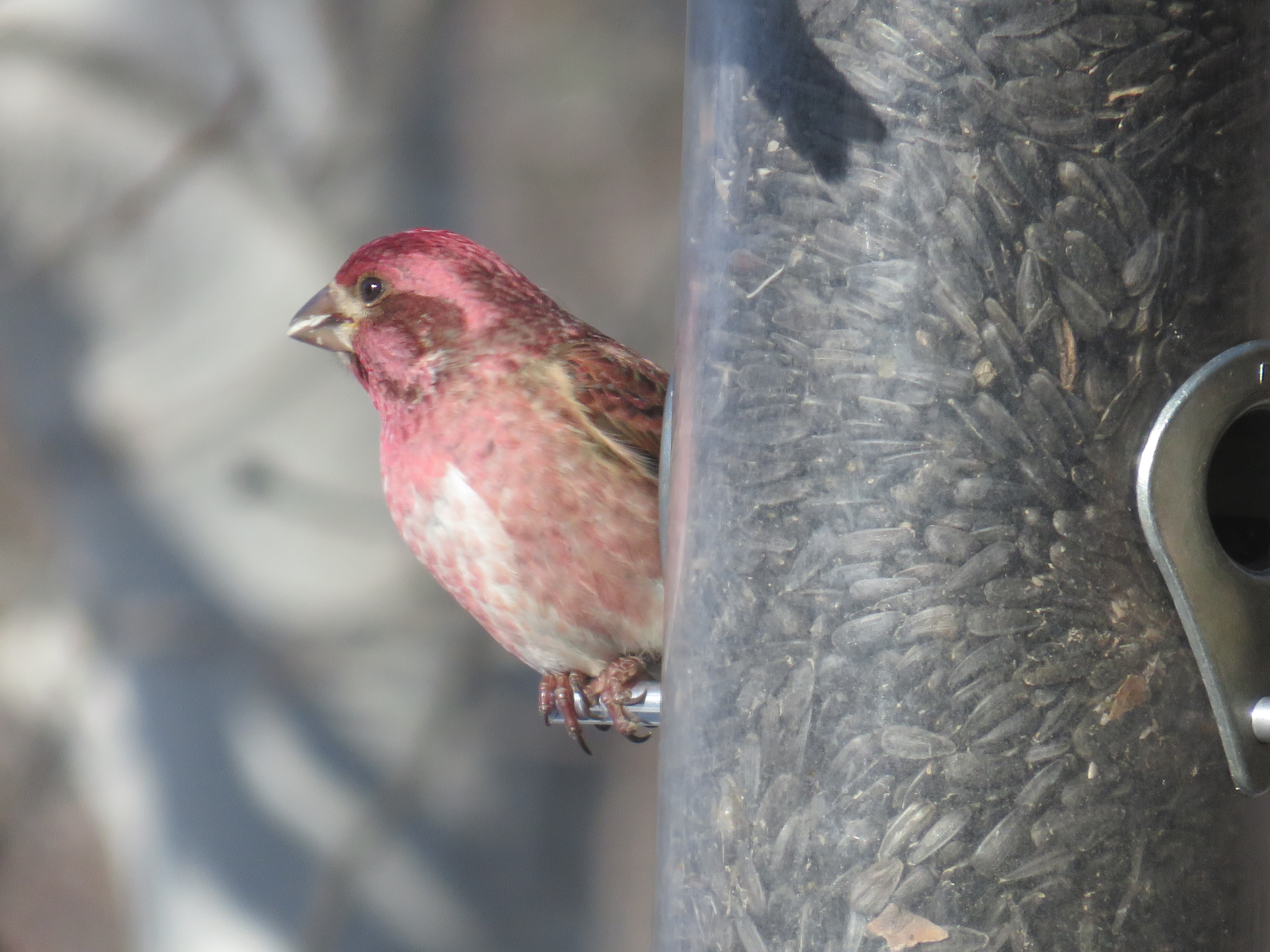 Purple finch