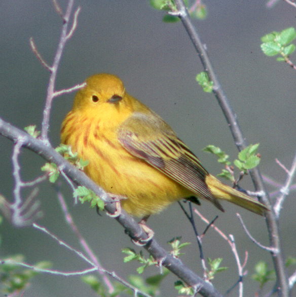 Yellow Warbler